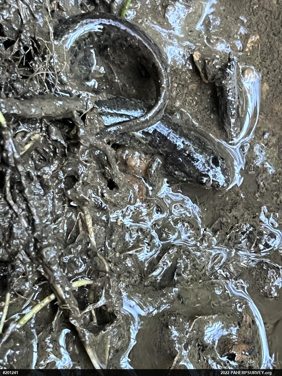 Northern Dusky Salamander