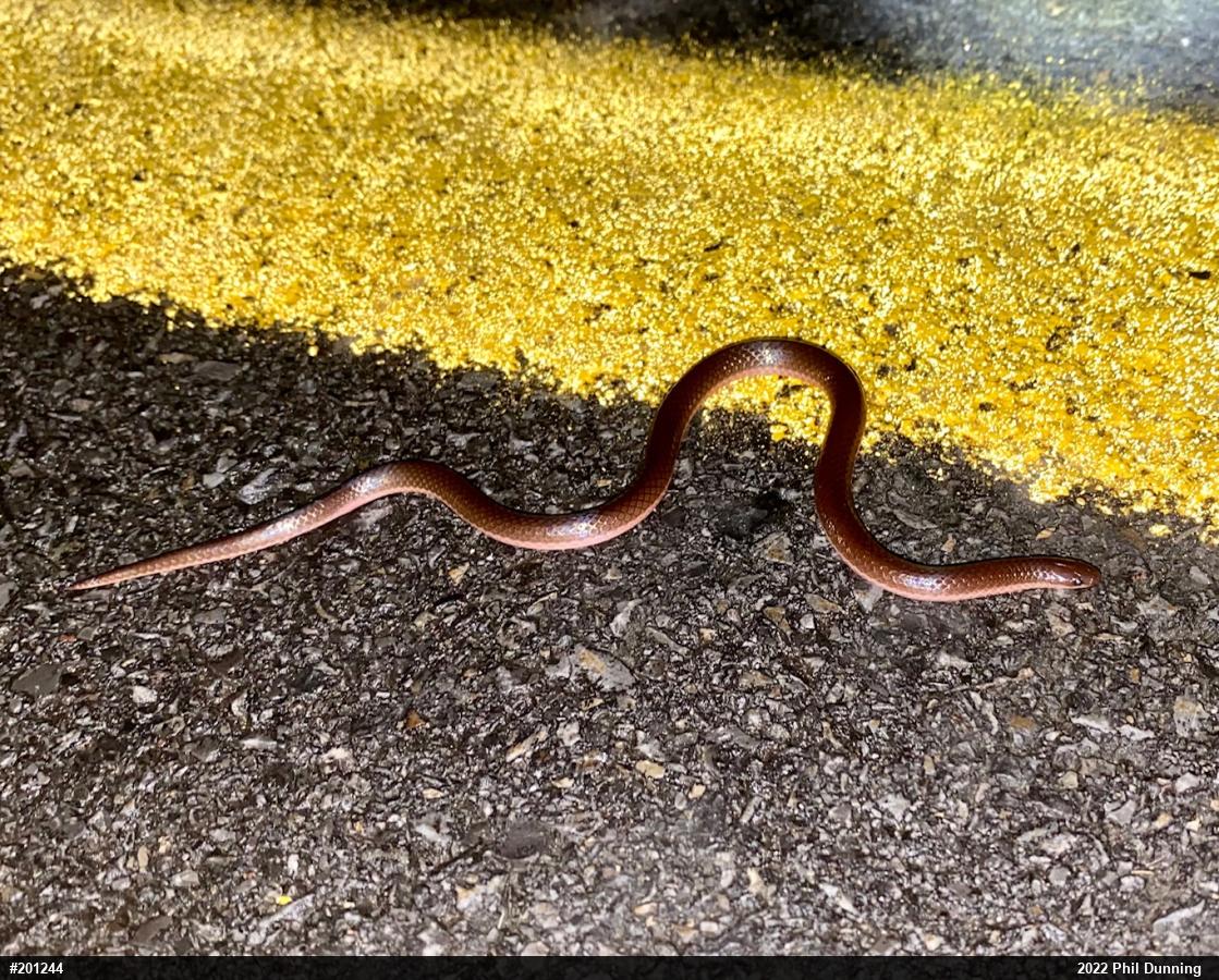 Eastern Wormsnake
