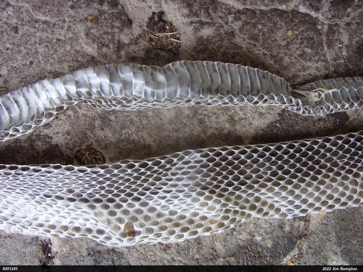 Eastern Ratsnake