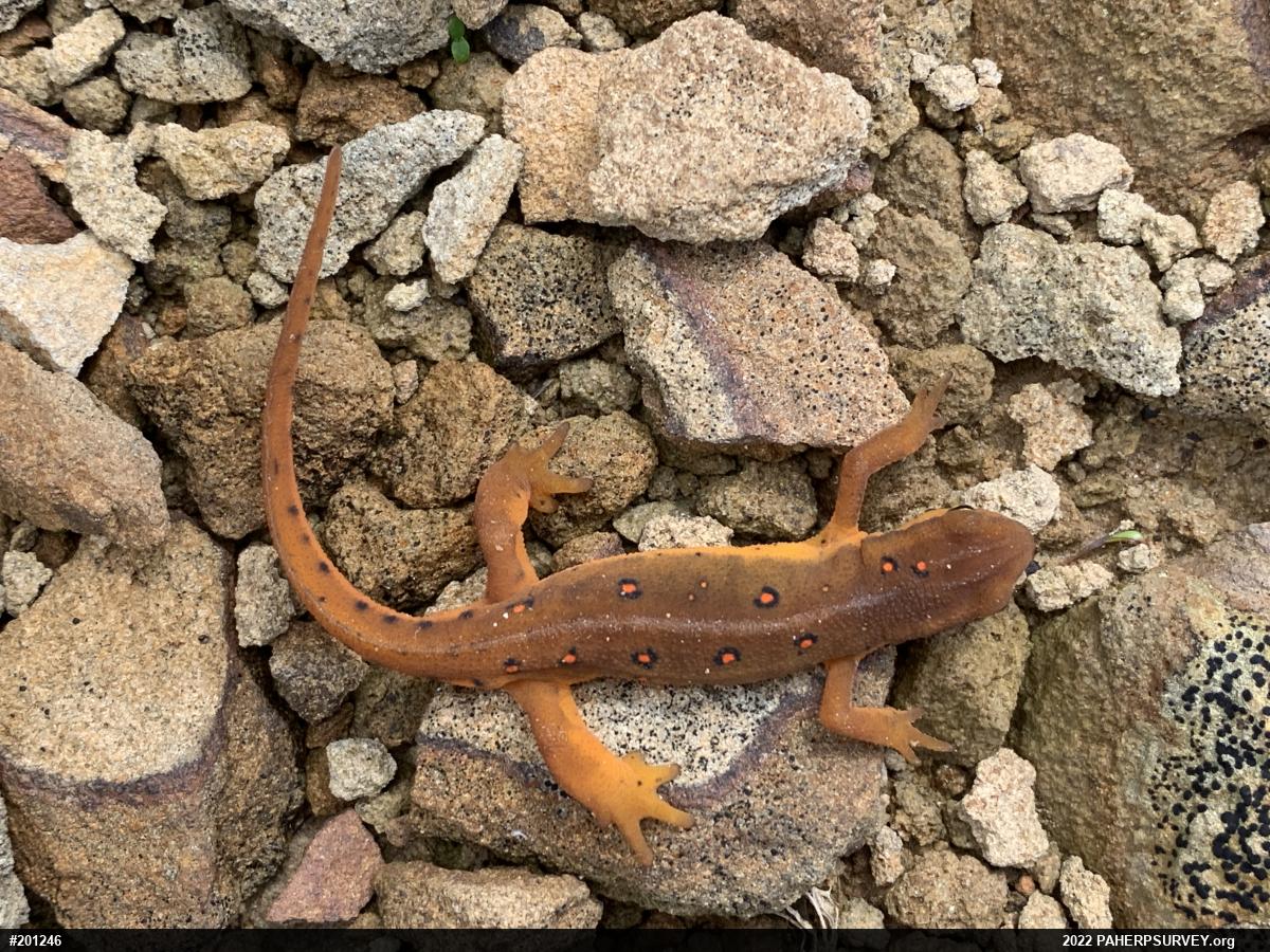 Red-spotted Newt