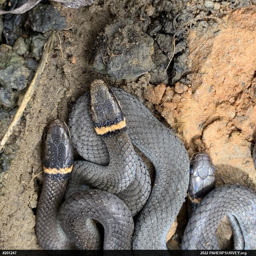 Northern Ring-necked Snake