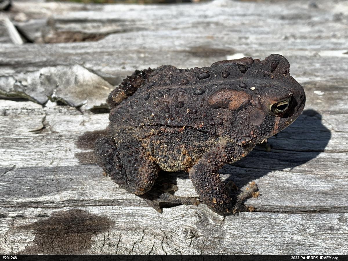 Eastern American Toad