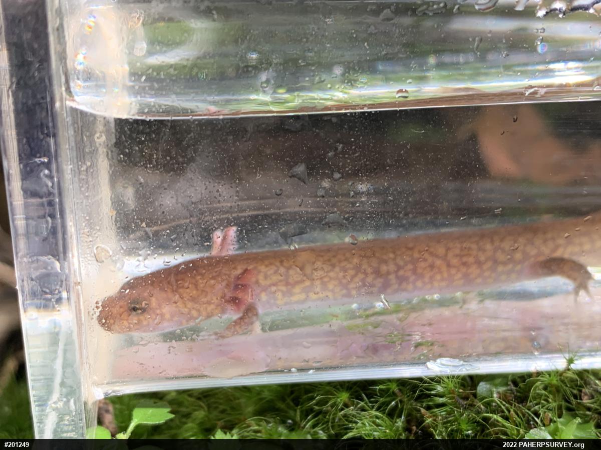 Northern Spring Salamander