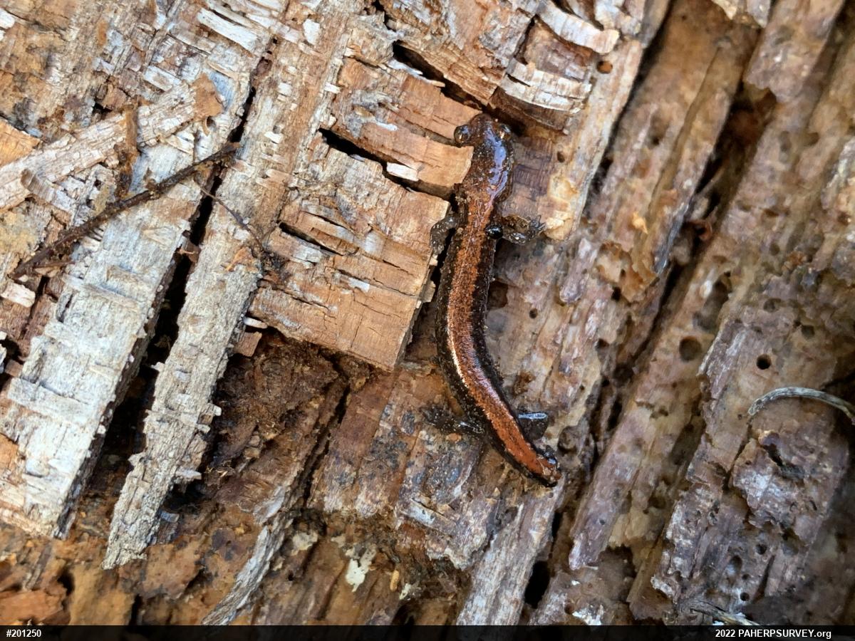 Eastern Red-backed  Salamander
