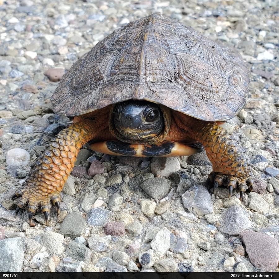 Wood Turtle