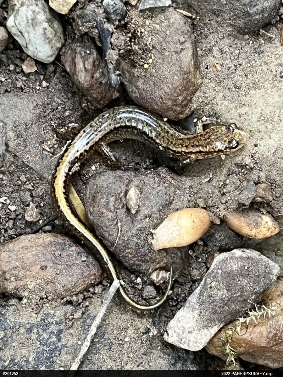 Northern Two-lined Salamander