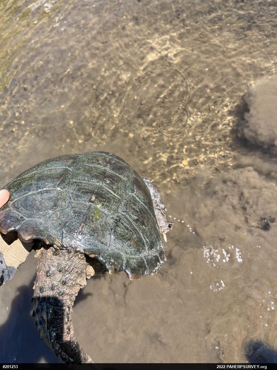 Snapping Turtle