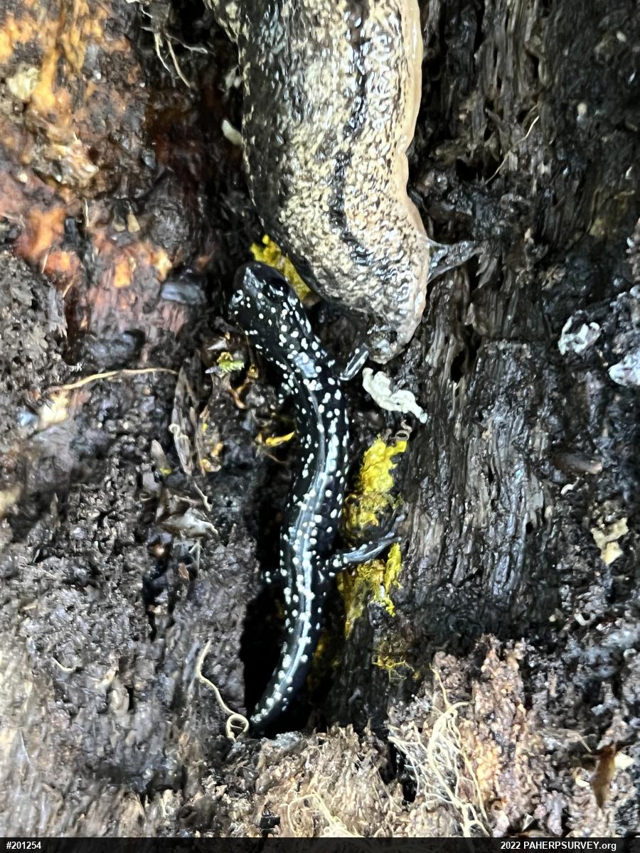 Northern Slimy Salamander
