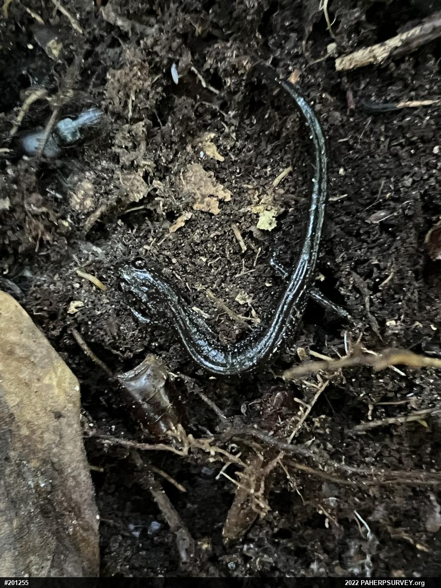 Eastern Red-backed  Salamander