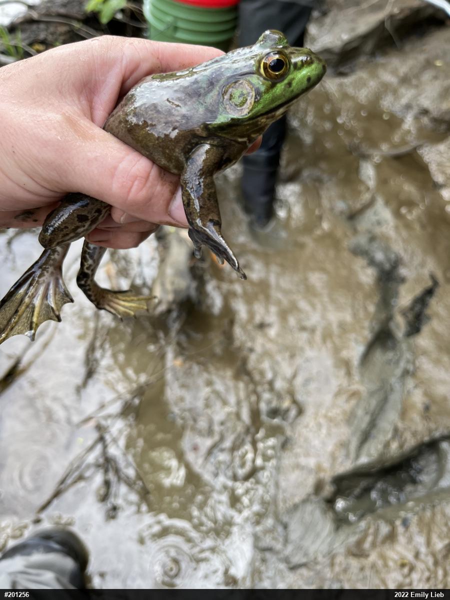 American Bullfrog