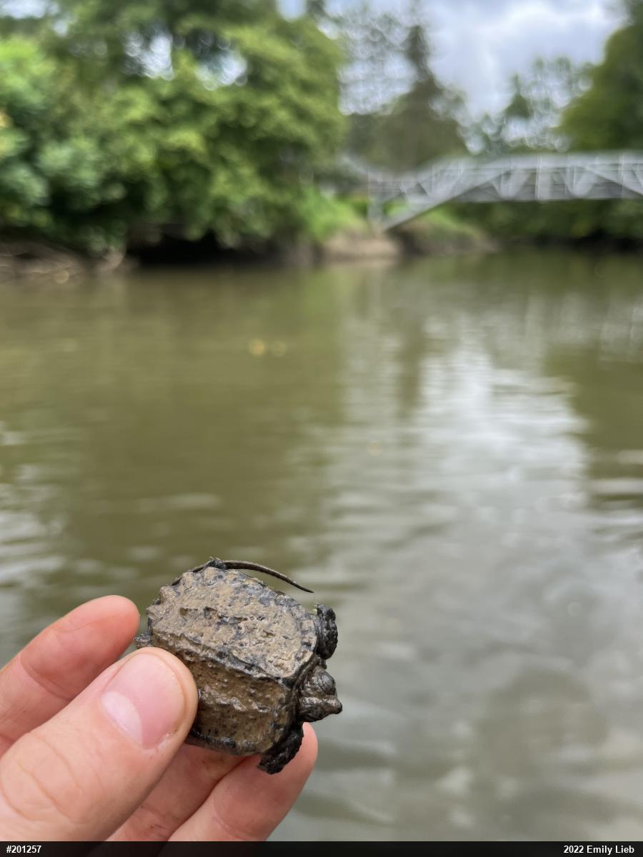 Snapping Turtle
