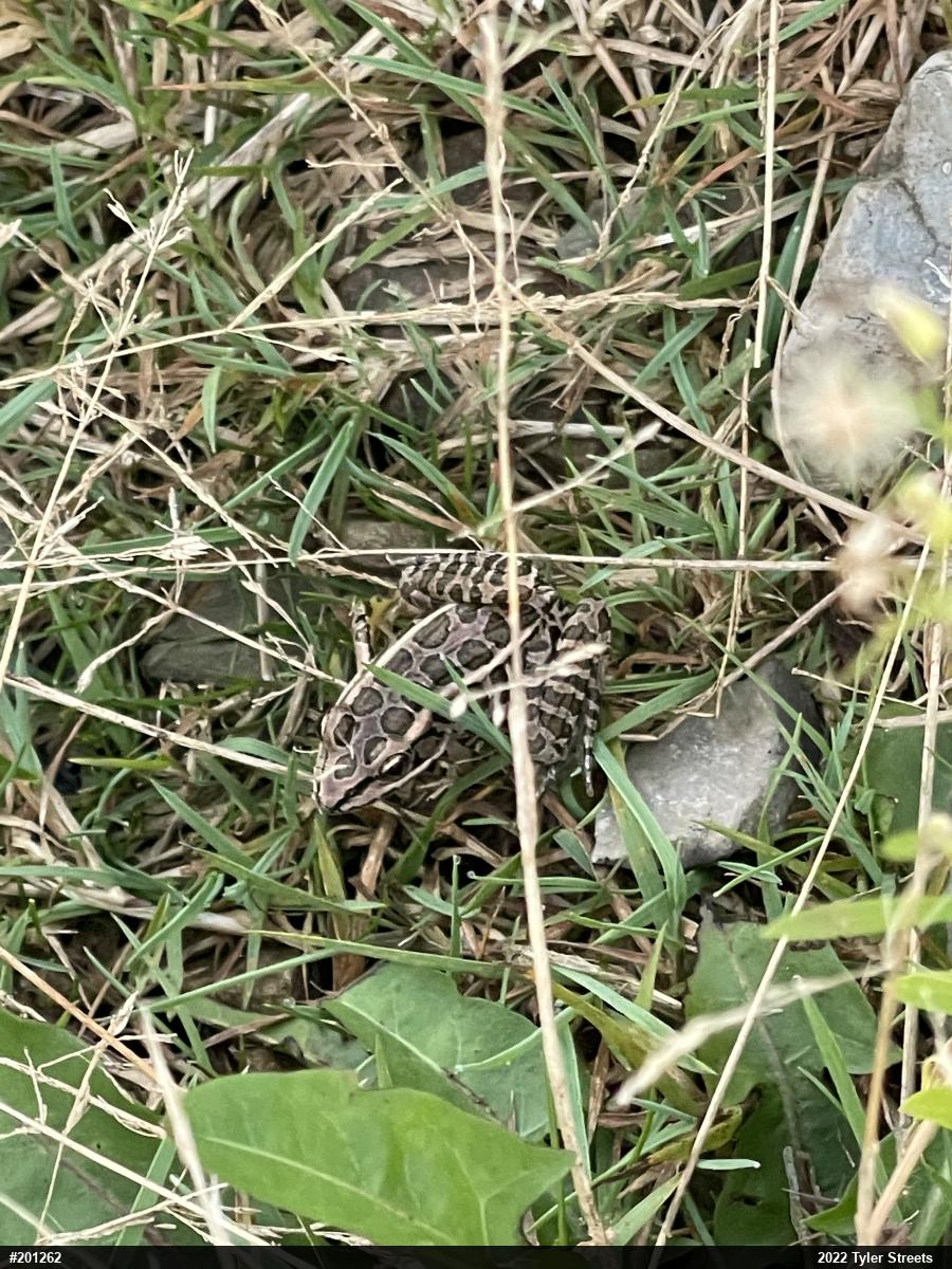 Pickerel Frog