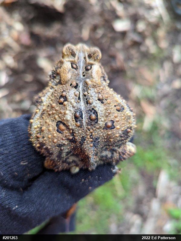 Eastern American Toad