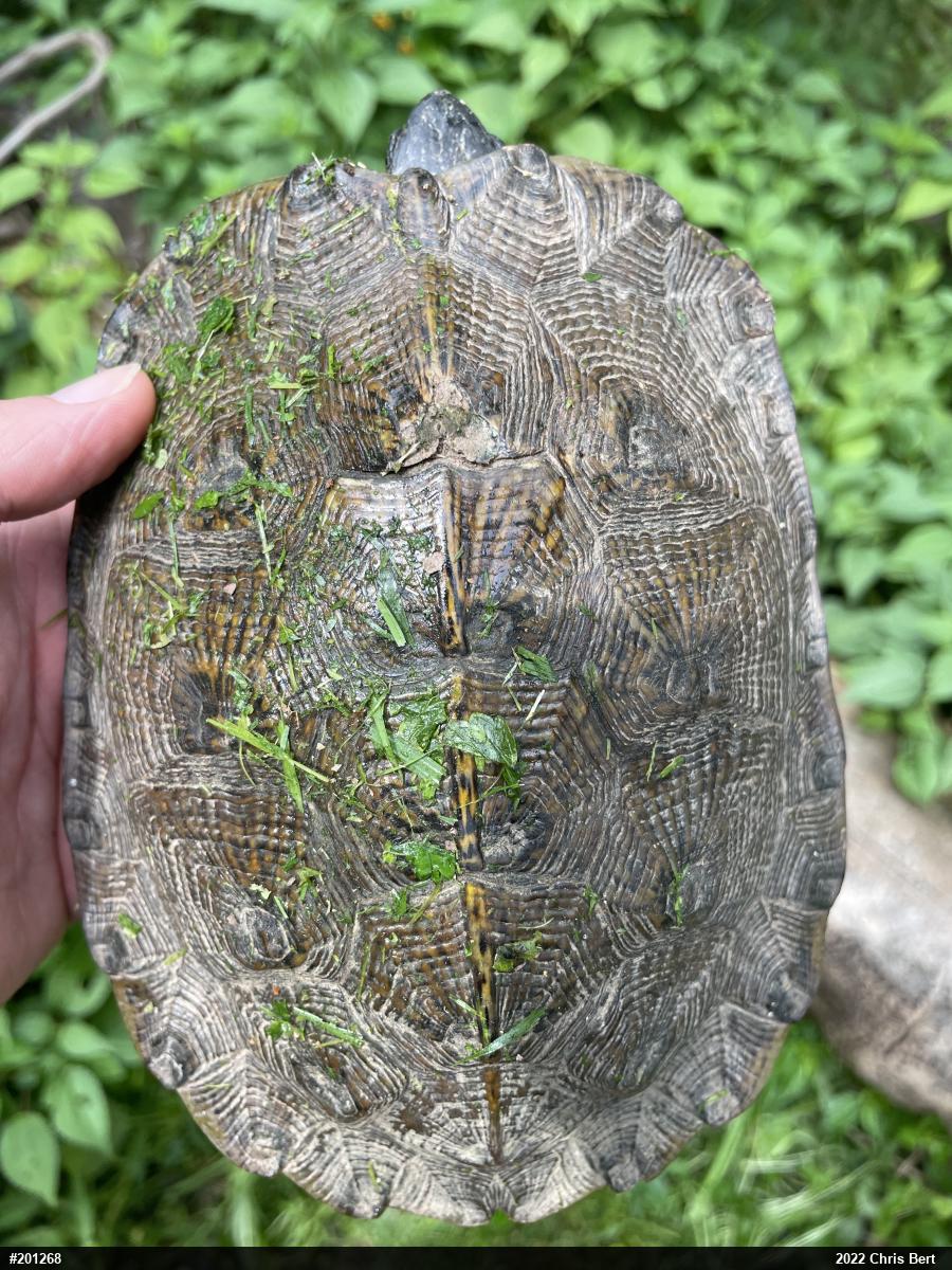 Wood Turtle