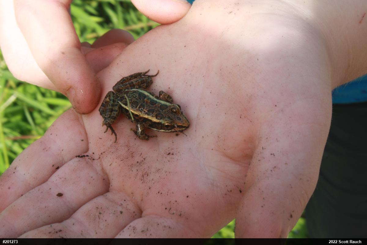 Pickerel Frog