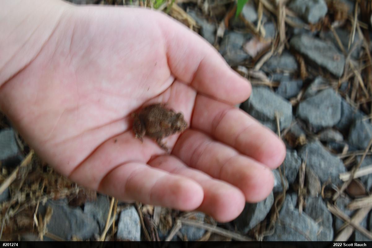 True Toads