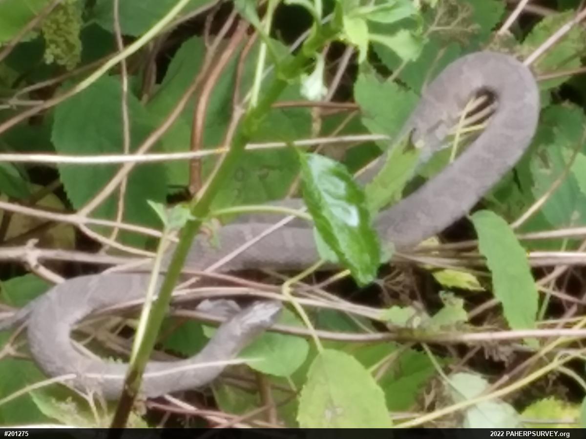 Northern Watersnake