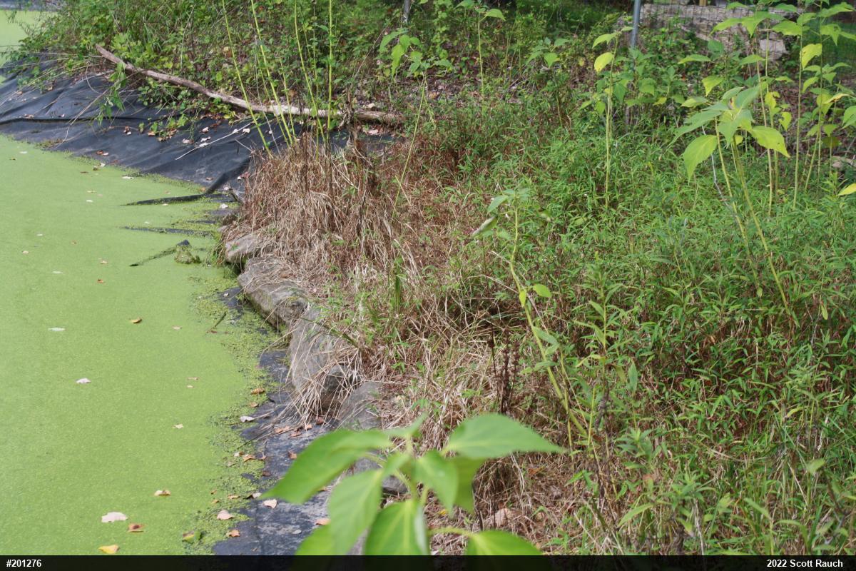 American Bullfrog