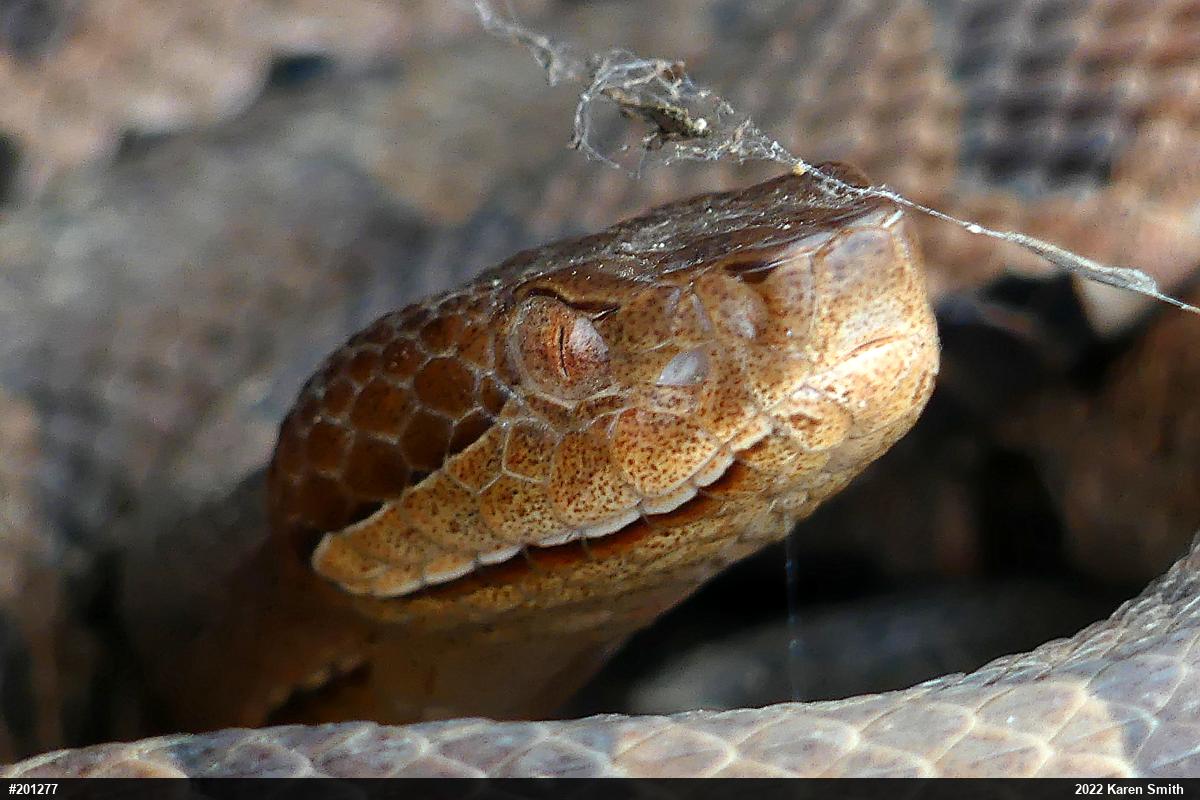 Northern Copperhead