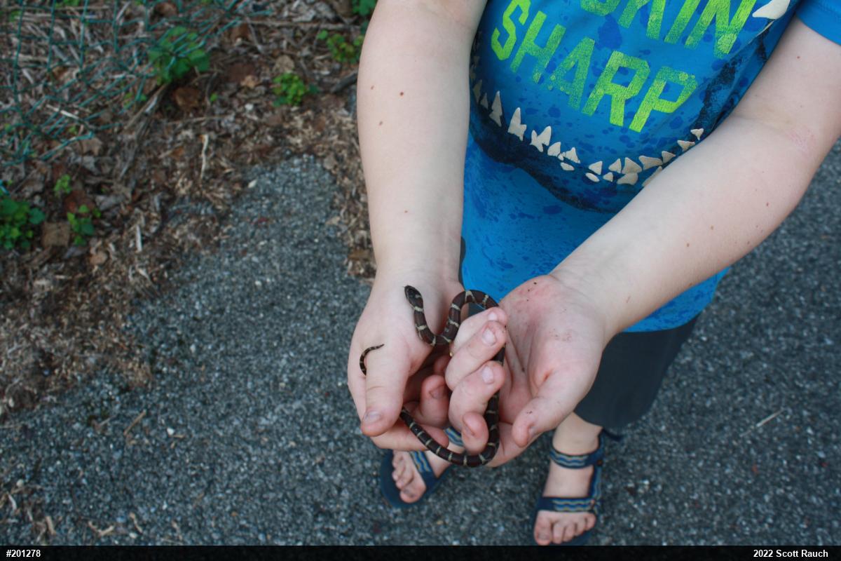Eastern Milksnake
