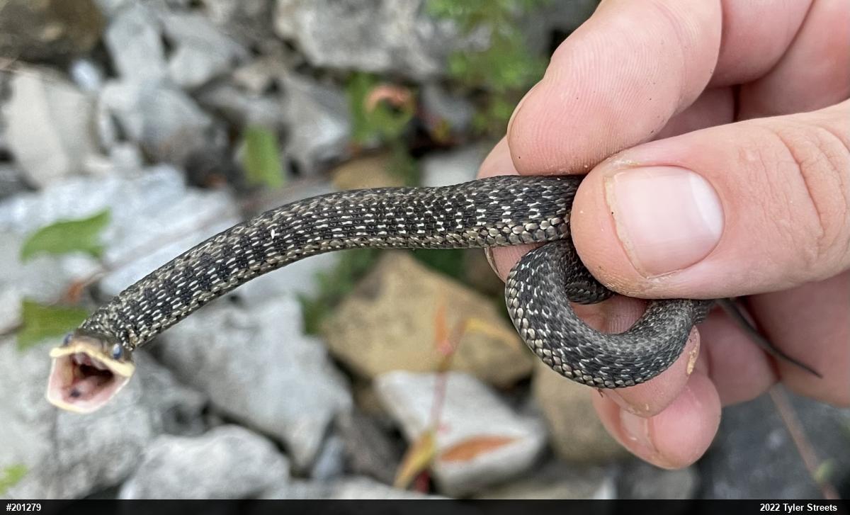 Eastern Gartersnake