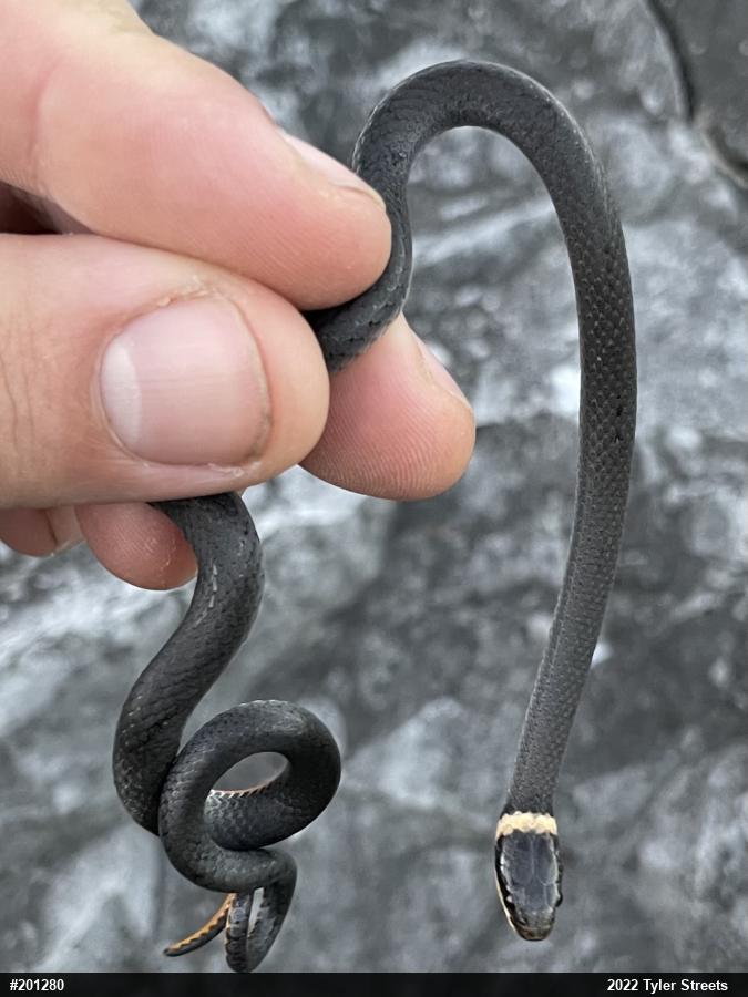 Northern Ring-necked Snake