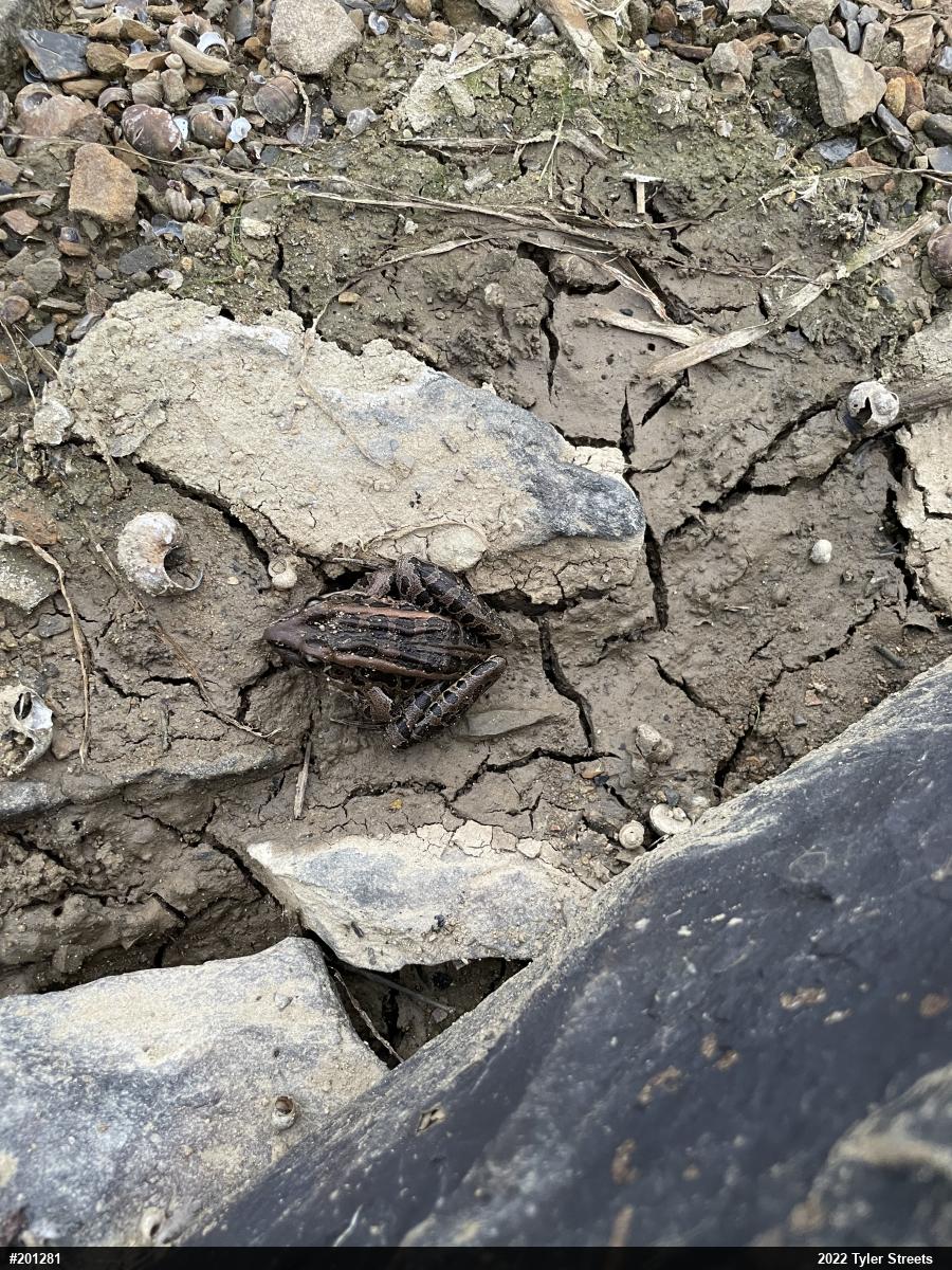 Pickerel Frog