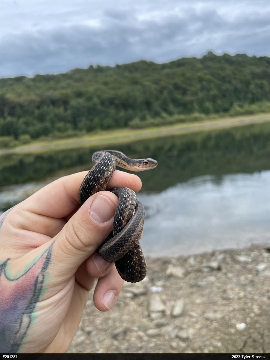 Eastern Gartersnake