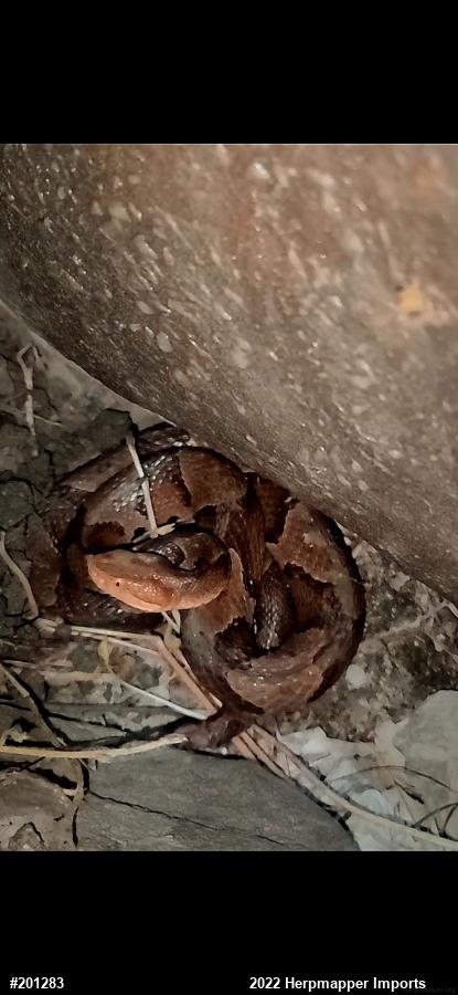 Northern Copperhead