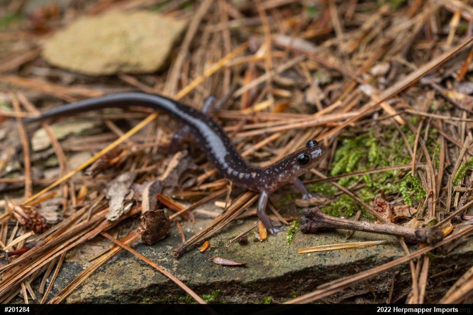Wehrle's Salamander