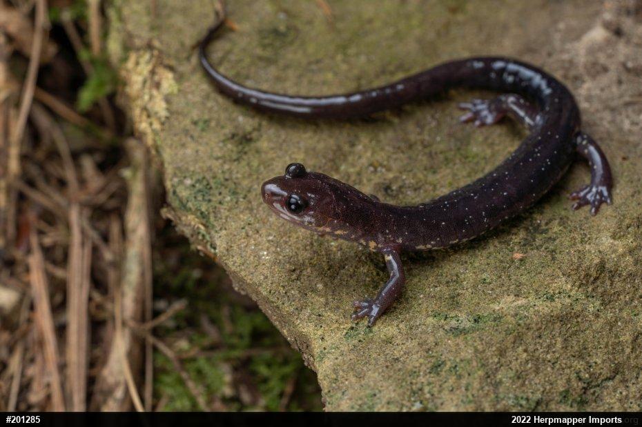Wehrle's Salamander