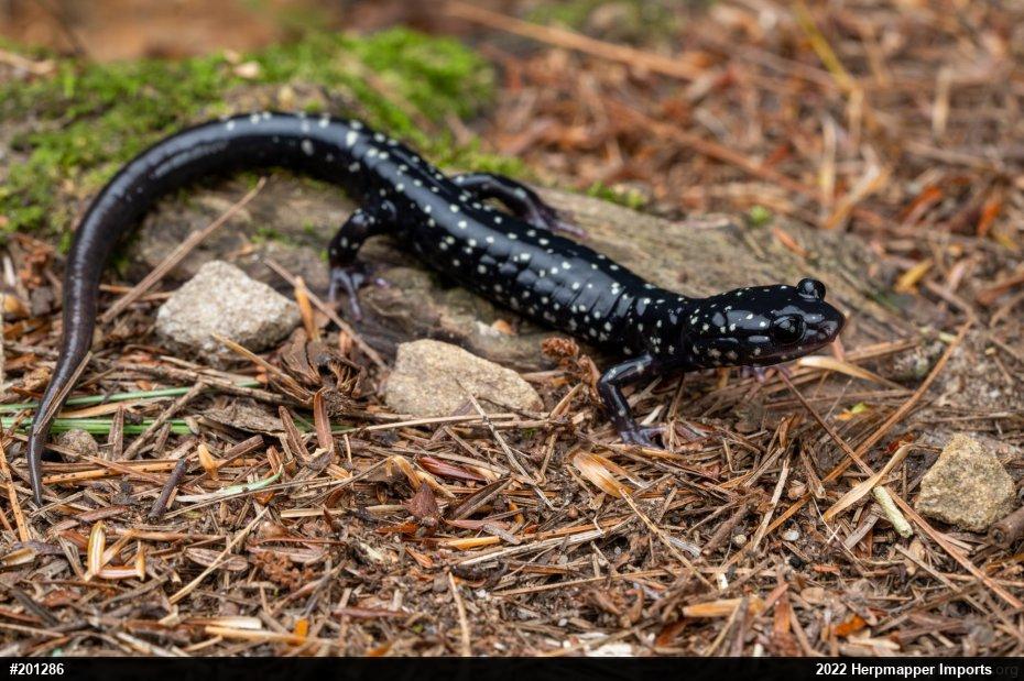 Northern Slimy Salamander