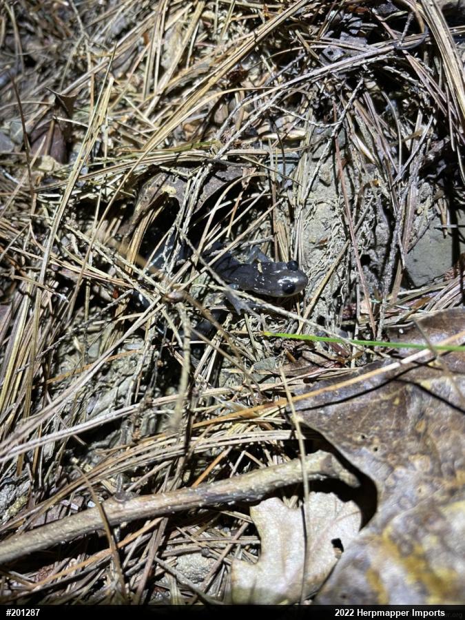 Wehrle's Salamander