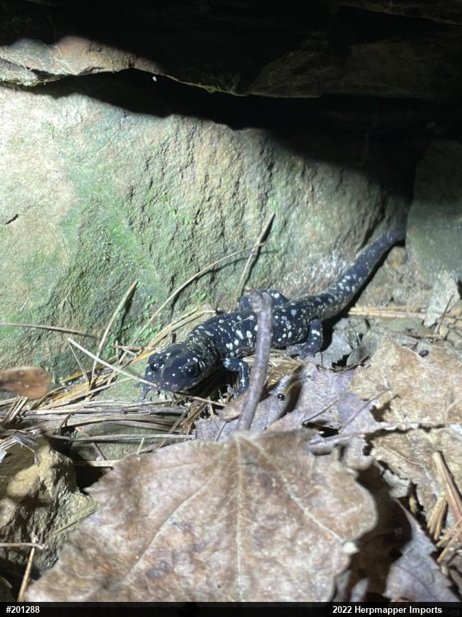 Northern Slimy Salamander