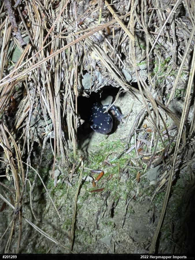 Northern Slimy Salamander