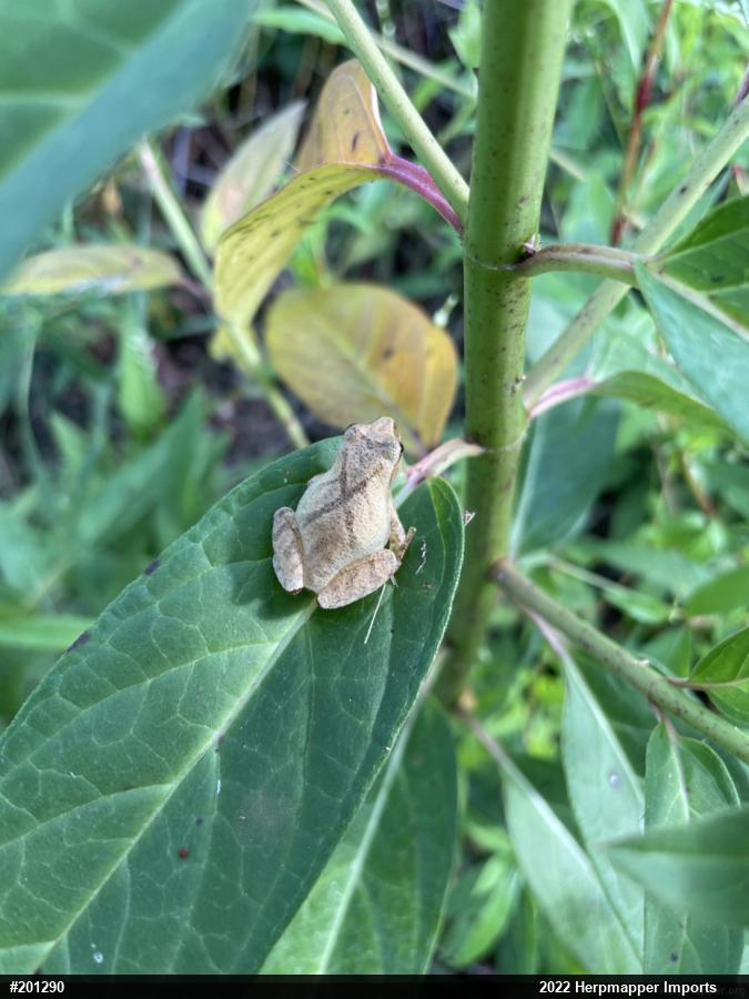 Spring Peeper