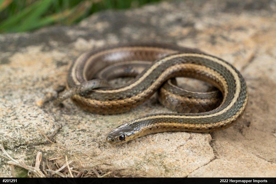 Shorthead Gartersnake