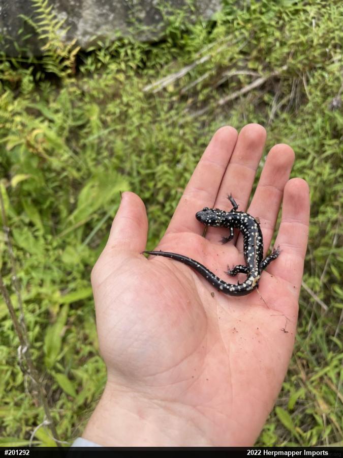 Northern Slimy Salamander