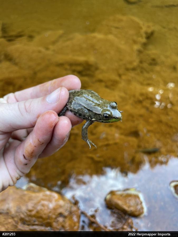 Green Frog