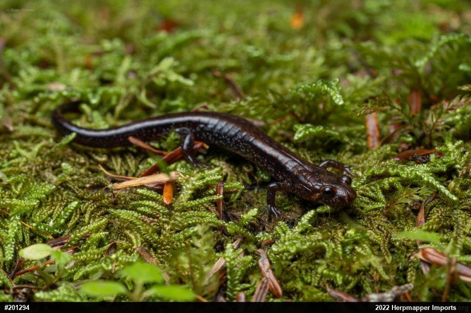 Allegheny Mountain Dusky Salamander