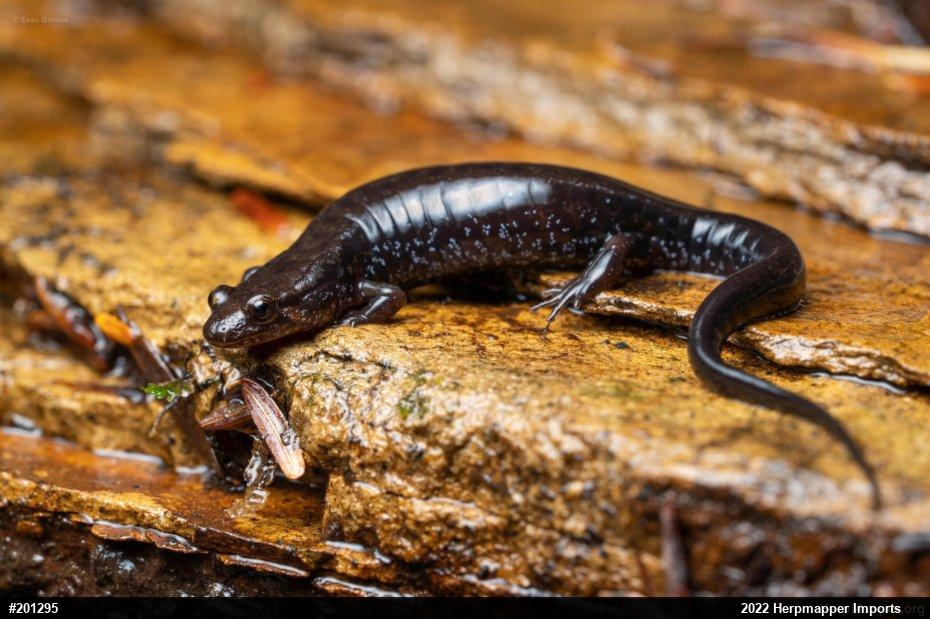 Allegheny Mountain Dusky Salamander