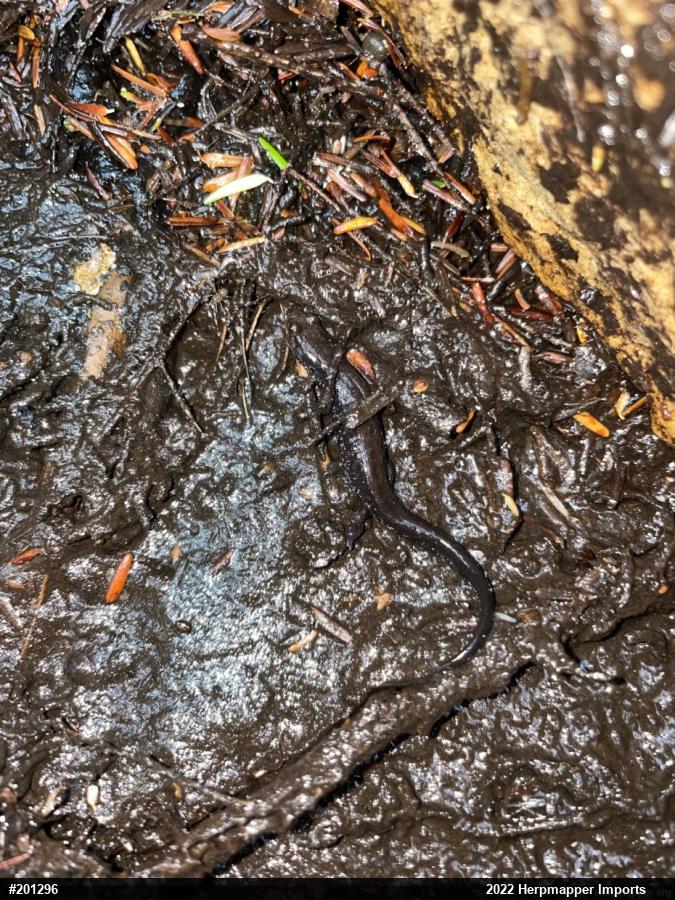 Allegheny Mountain Dusky Salamander