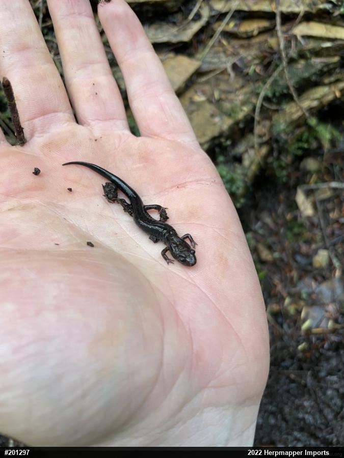 Allegheny Mountain Dusky Salamander
