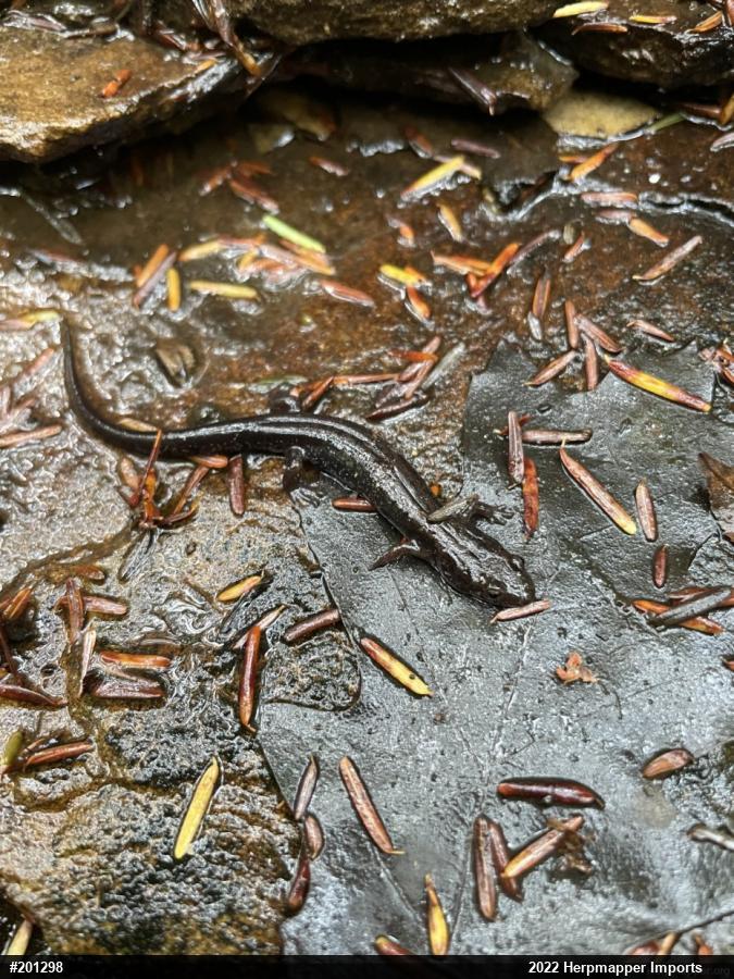 Allegheny Mountain Dusky Salamander