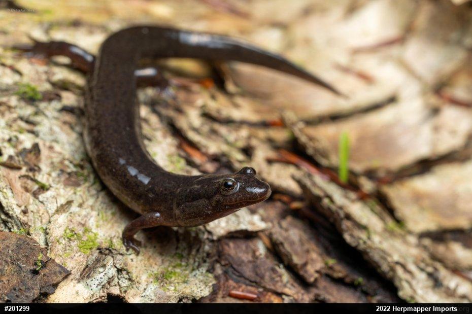 Northern Dusky Salamander