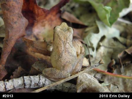 Spring Peeper