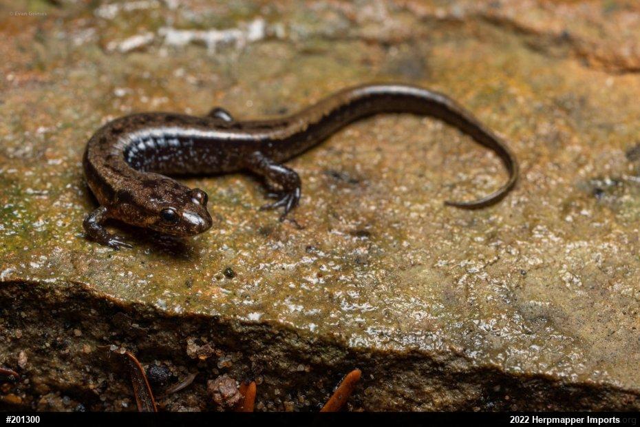 Allegheny Mountain Dusky Salamander