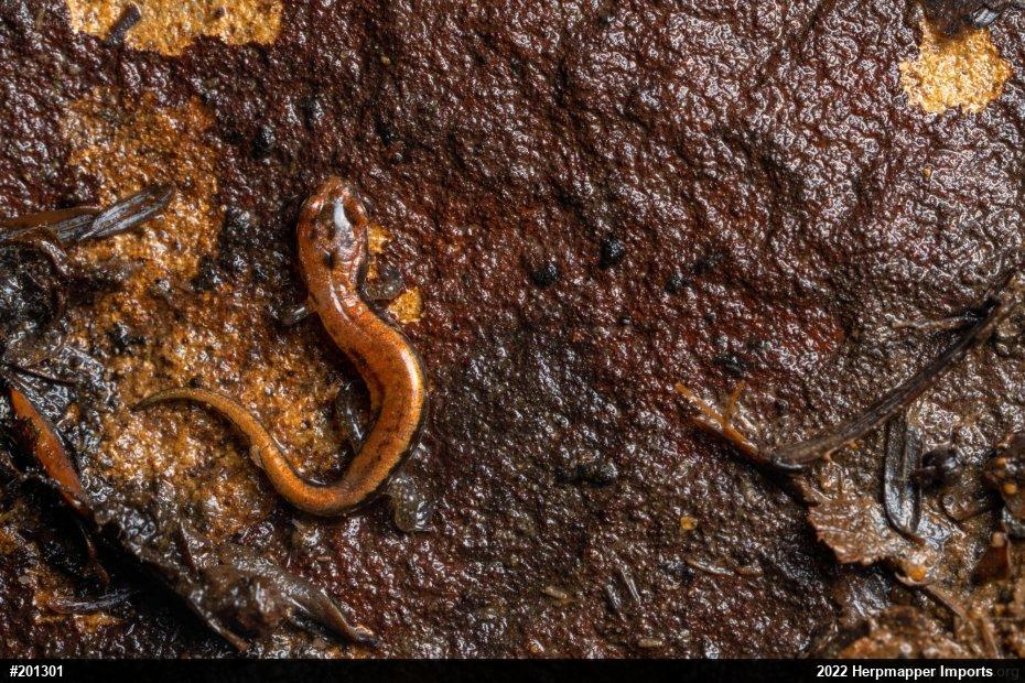 Allegheny Mountain Dusky Salamander