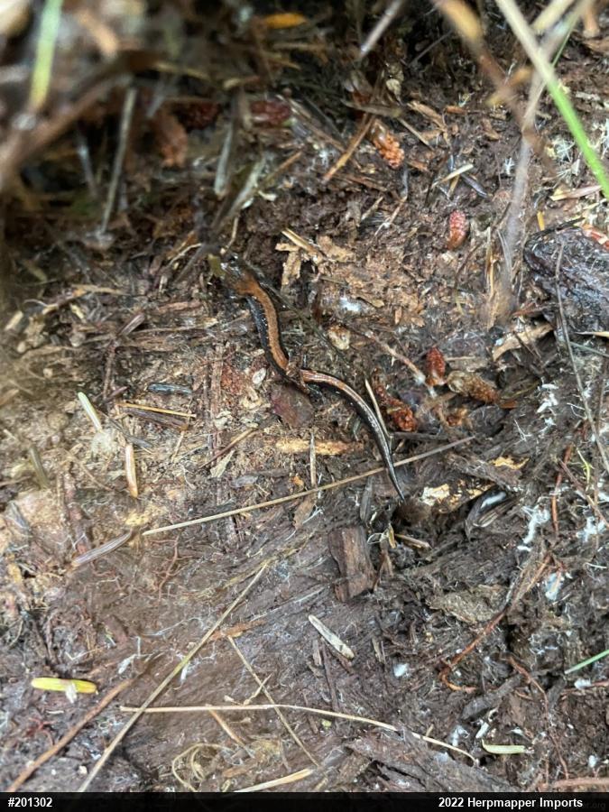Eastern Red-backed  Salamander