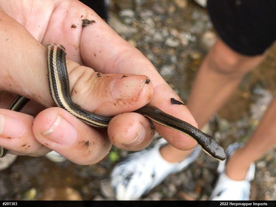 Queensnake